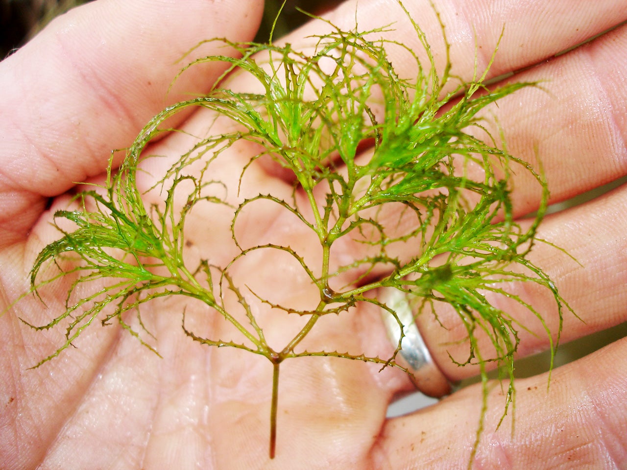 Submersed Aquatic Plants Outdoor Alabama